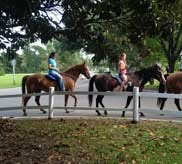 Three horses and riders walking along a fenced path lined with trees