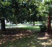 Shaded lawn with large magnolia trees and dappled sunlight